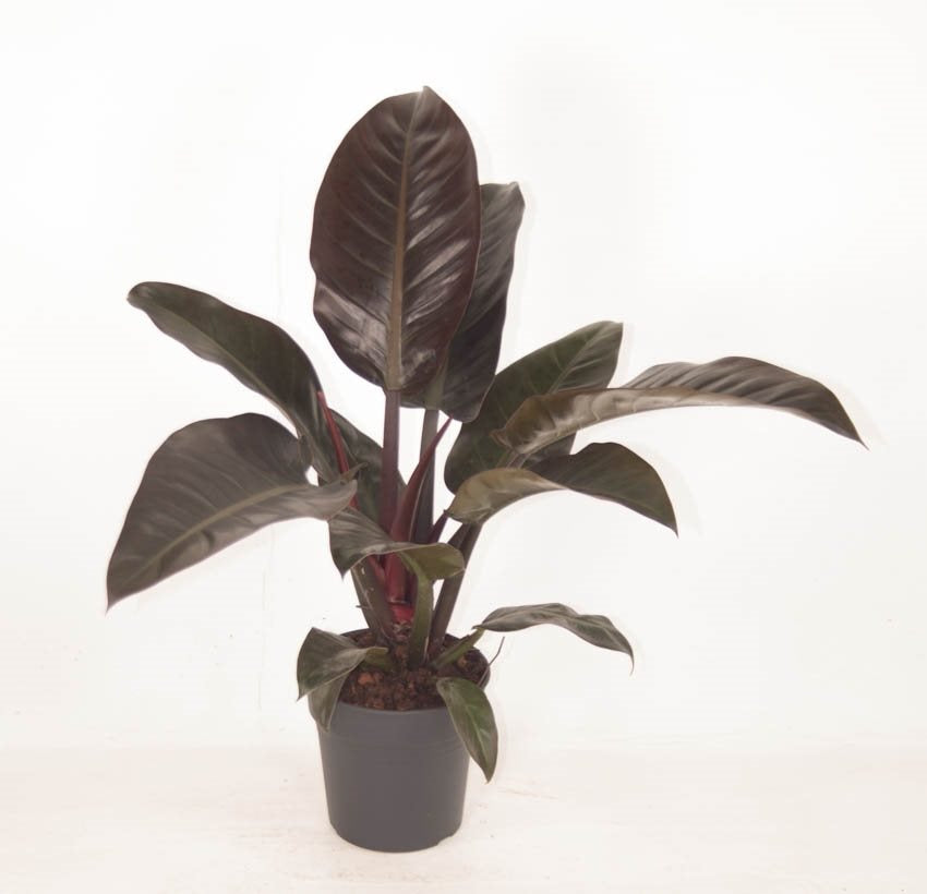 Philodendron 'Imperial Red' - 10cm Pot