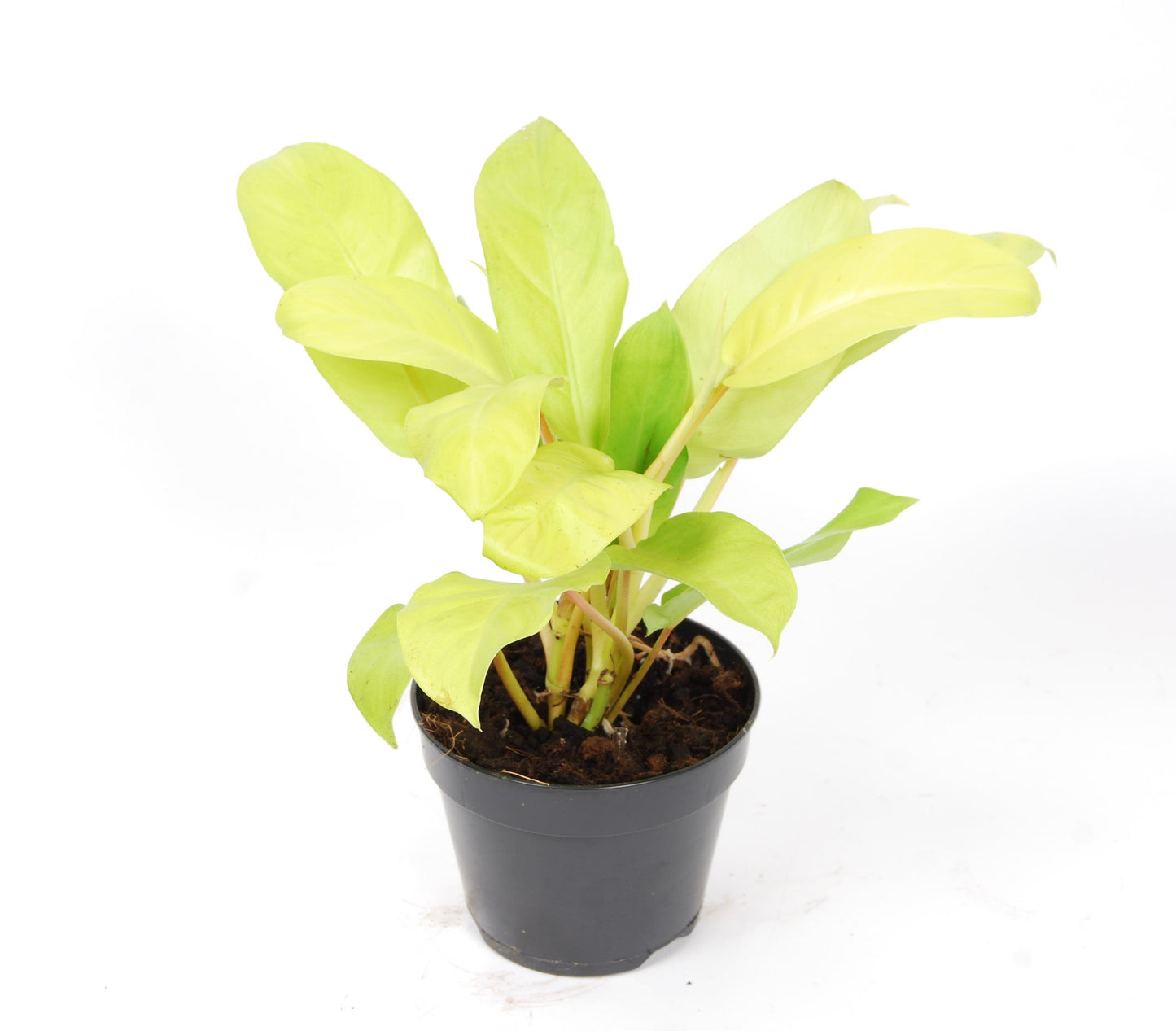 Philodendron 'Malay Gold' - 10cm Pot