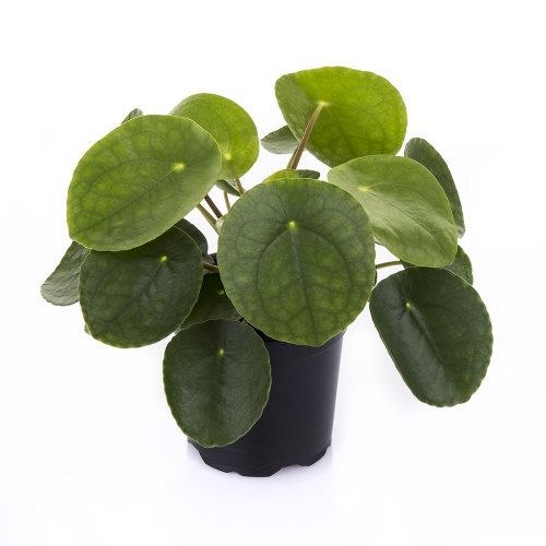 Pilea Peperomioides - 10cm Pot