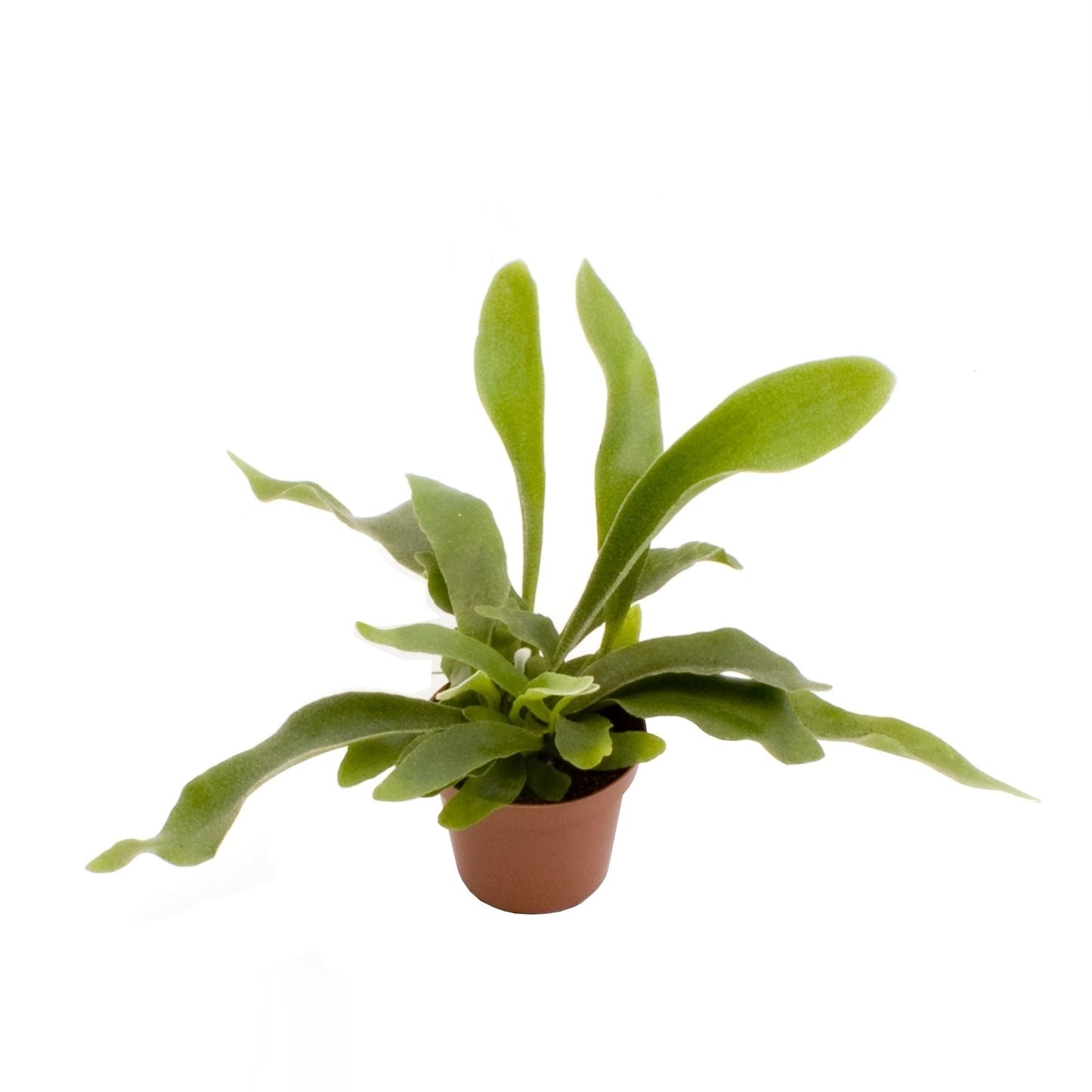 Platycerium Bifurcatum - 10cm Pot