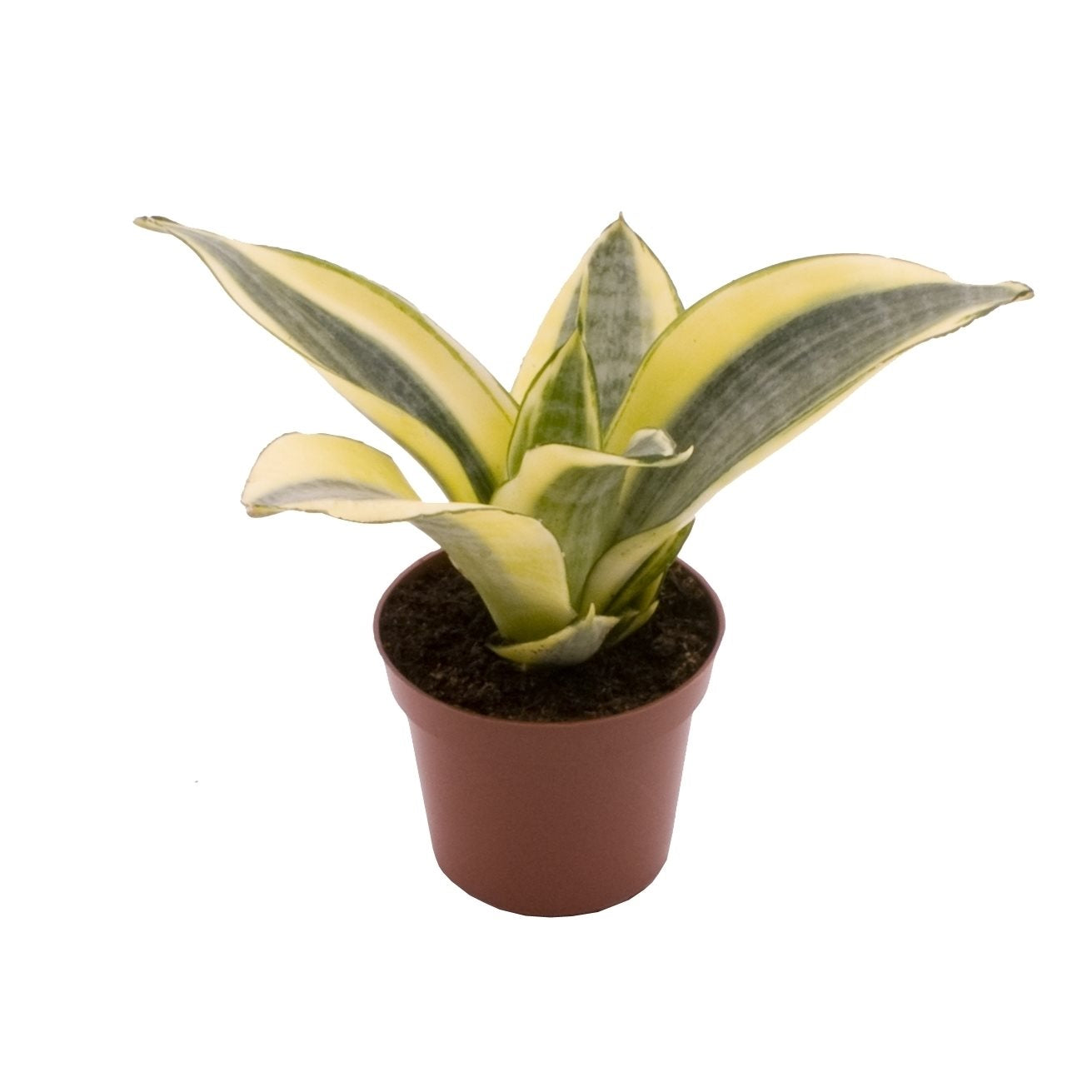 Sansevieria Golden Hahnii - 10cm Pot