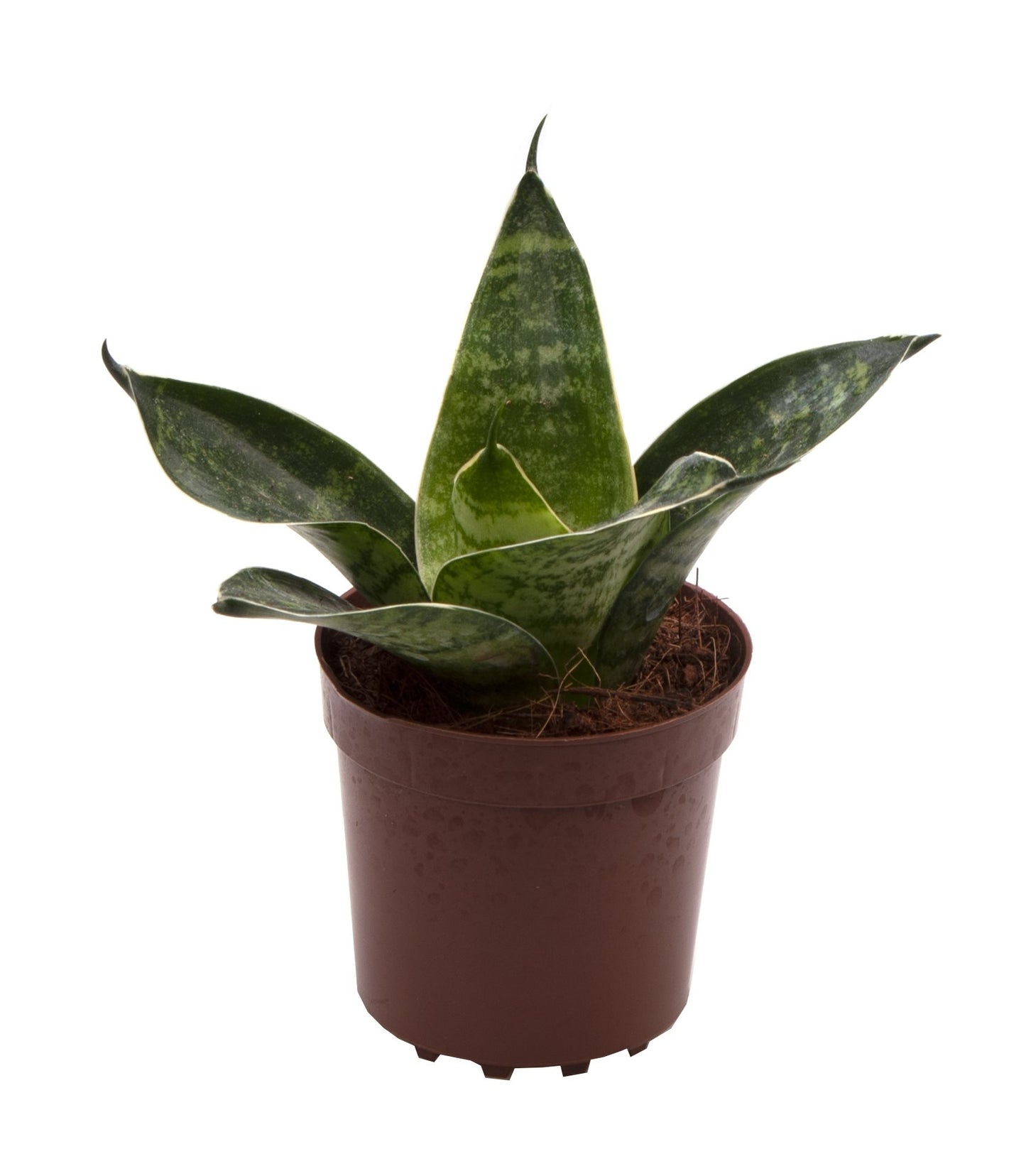 Sansevieria Green Hahnii - 10cm Pot