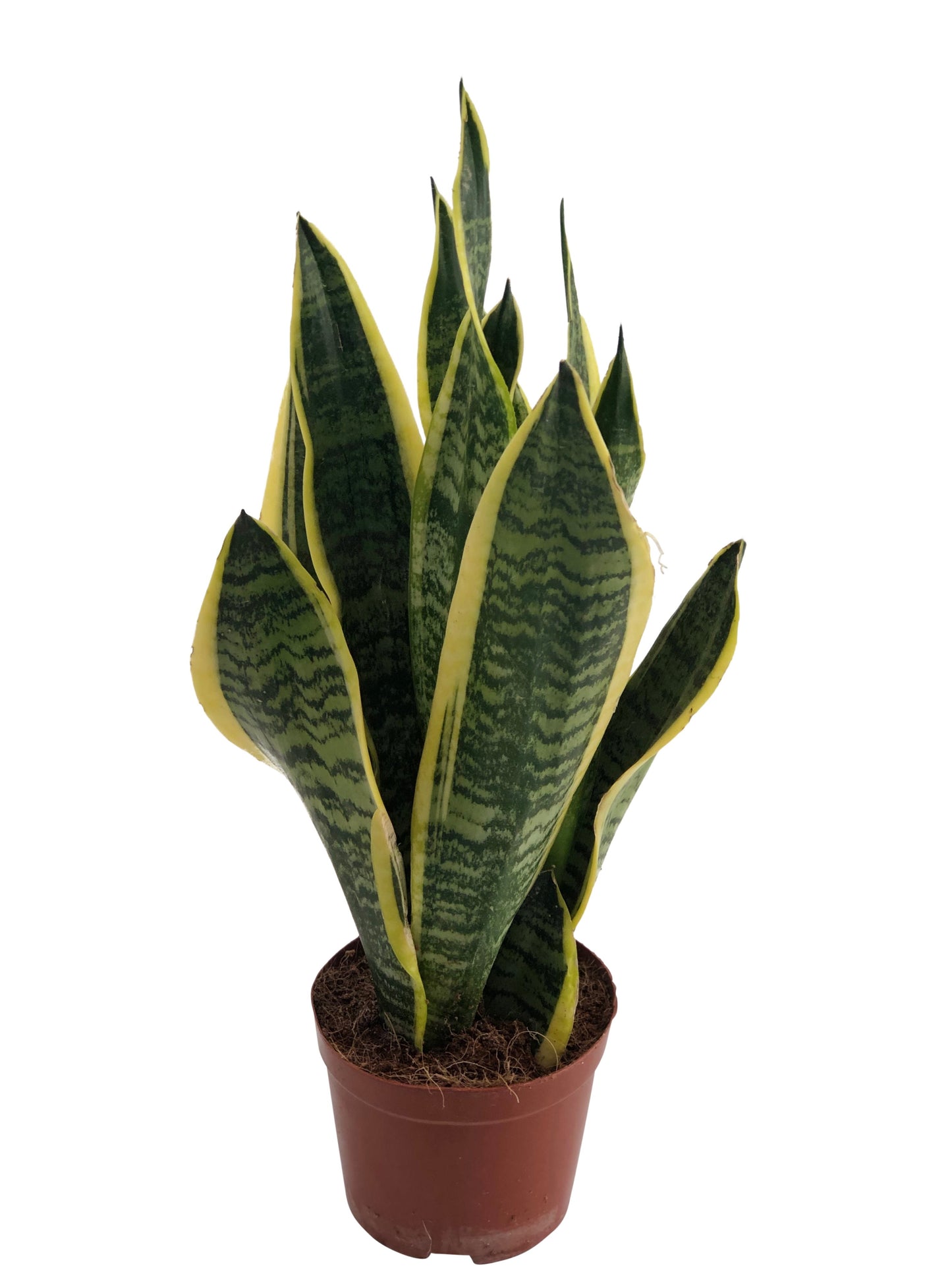 Sansevieria Trifasciata 'Futura Superba' - 10cm Pot