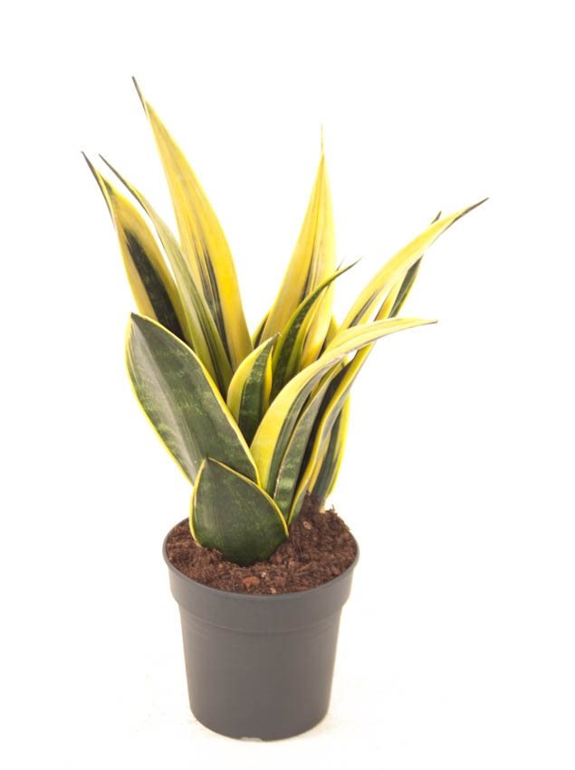 Sansevieria Trifasciata 'Golden Flame' - 10cm Pot