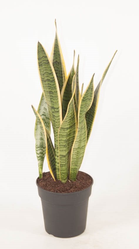 Sansevieria Trifasciata 'Laurentii' - 10cm Pot