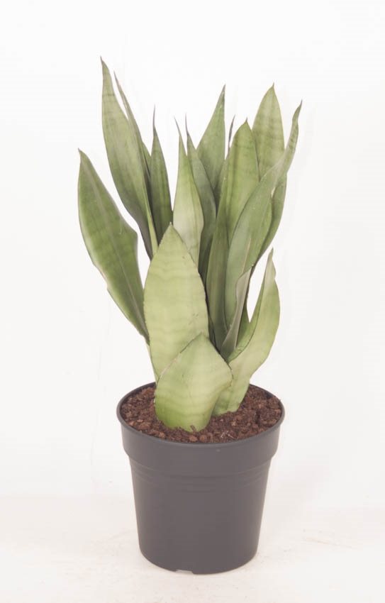 Sansevieria Trifasciata 'Moonshine' - 10cm Pot