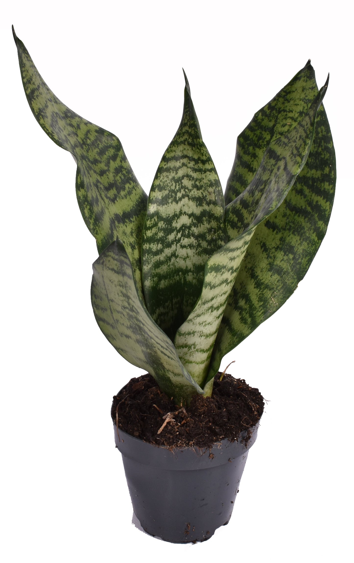 Sansevieria Zeylanica - Snake Plant - 12cm Pot