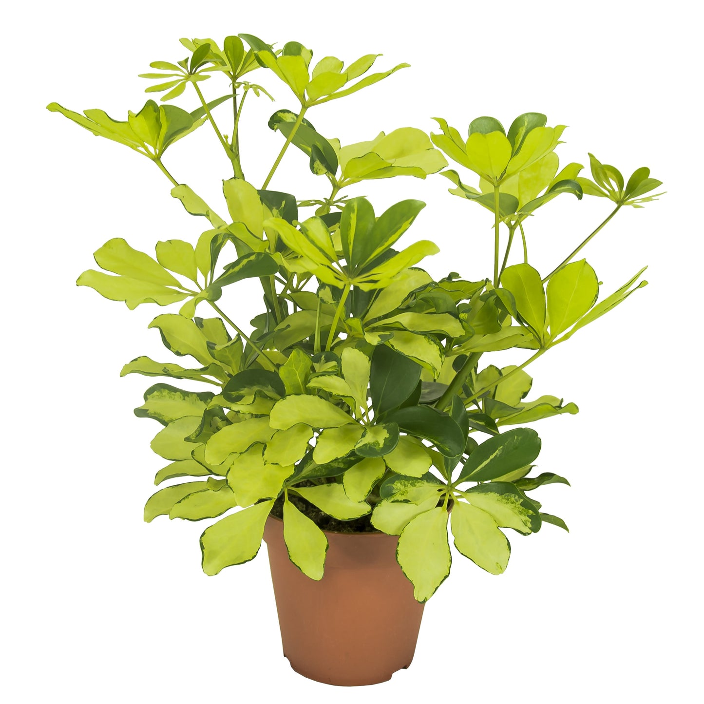 Schefflera Arboricola 'Melanie' - 10cm Pot