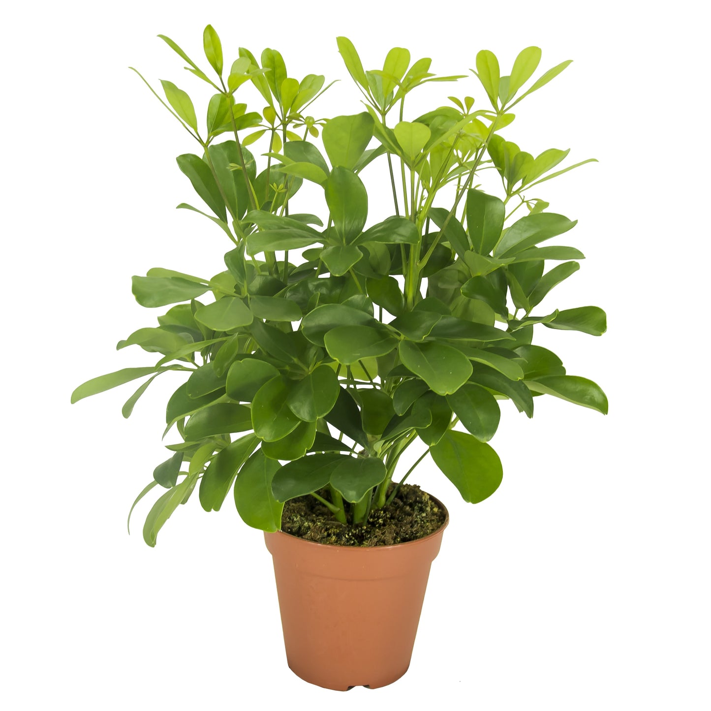 Schefflera Arboricola 'Nora' - 10cm Pot