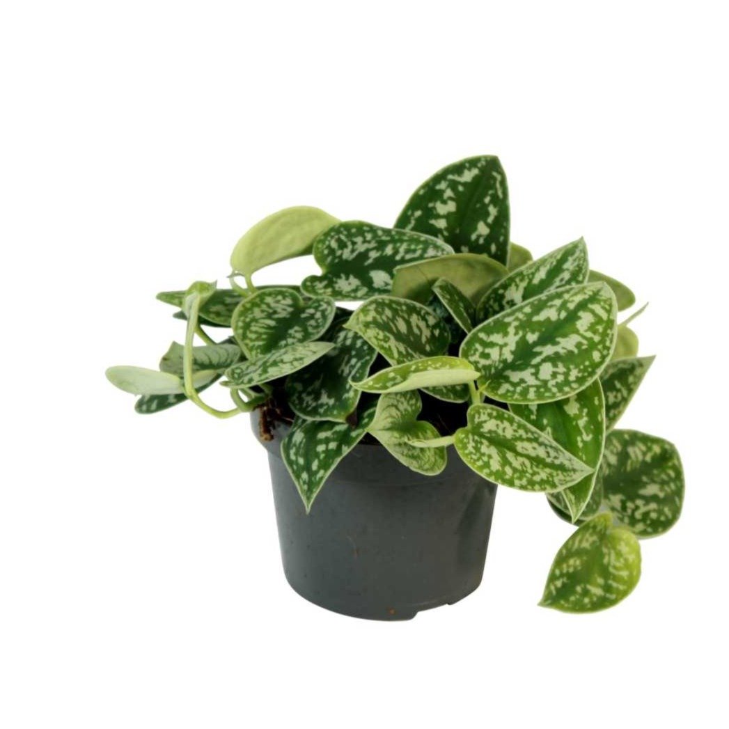 Scindapsus 4_1 (1) - 10cm Pot