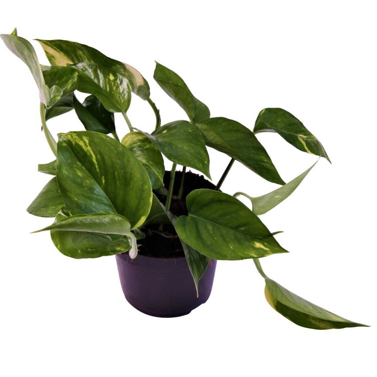 Scindapsus 6_1 - 10cm Pot