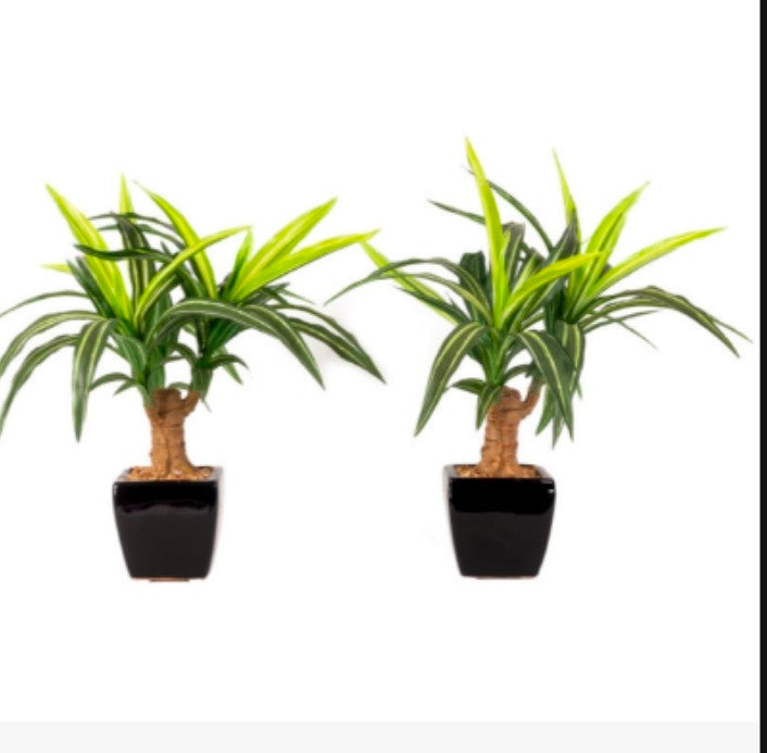 23*1 Dracenna Plant in Ceramic Pot