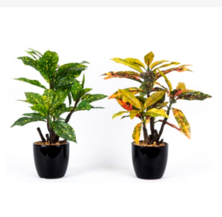 Mini Croton in Ceramic Pot