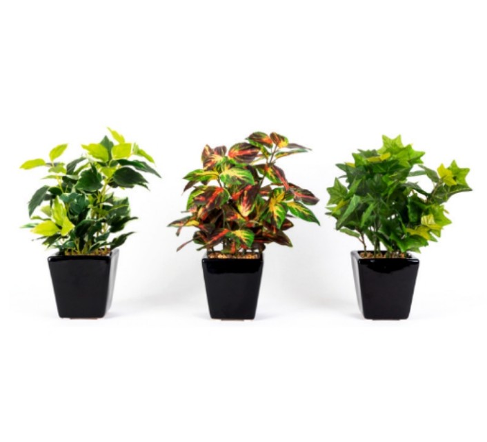 Wandering Jew in Ceramic Pot