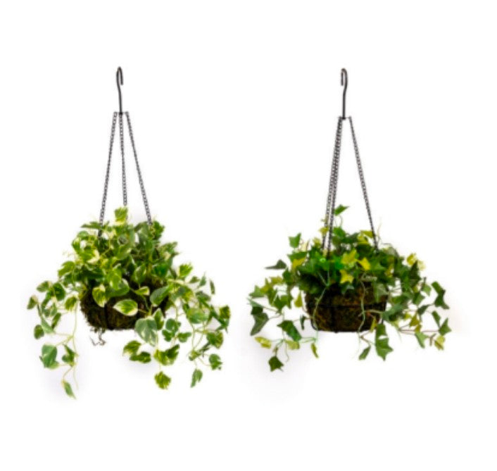 Pothos & Ivy Hanging in Metal Pot