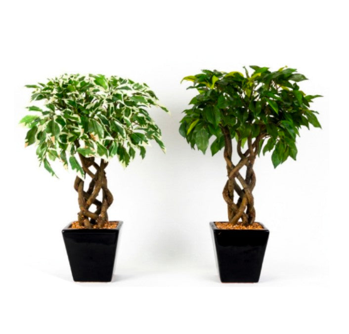 Twisted Ficus in Ceramic Pot
