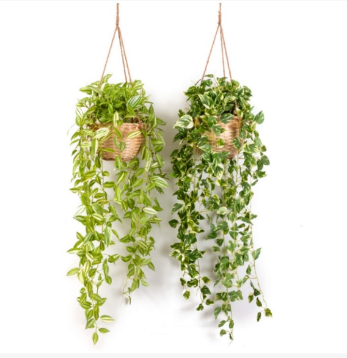 Wandering Jew Hanging
in Cane Basket