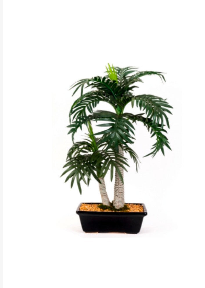 2*1 Coconut Palm in Ceramic Pot