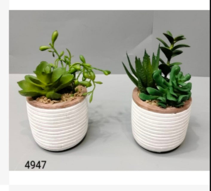 Succulent In Brown Cement Pot
