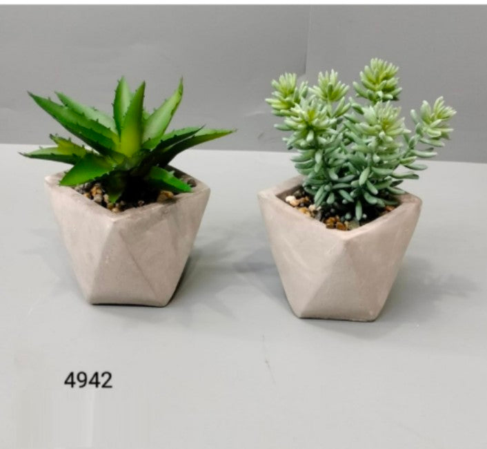 Succulent In Grey Cement Pot