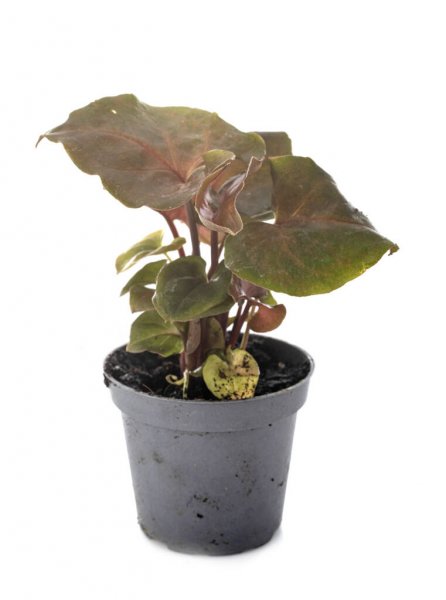 Syngonium Podophyllum 'Bronze' - 10cm Pot