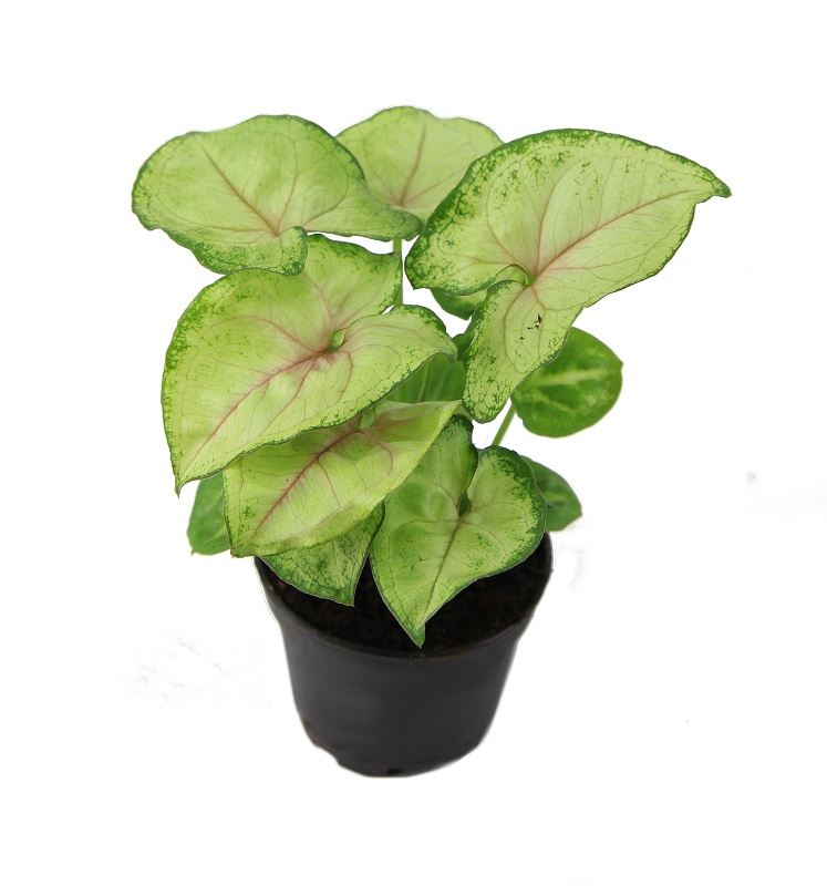 Syngonium Podophyllum 'Cream Allusion' - 10cm Pot