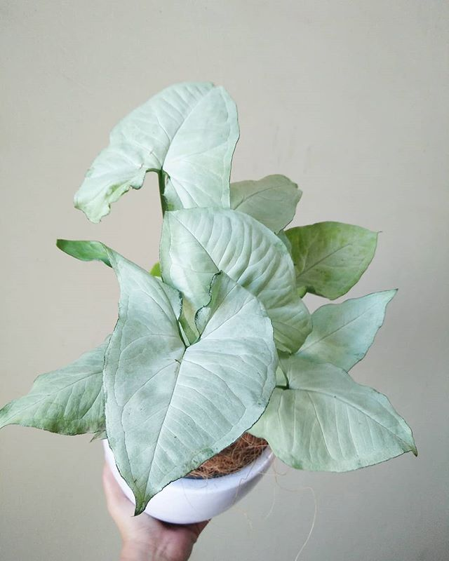 Syngonium Podophyllum 'Moonshine' - 10cm Pot