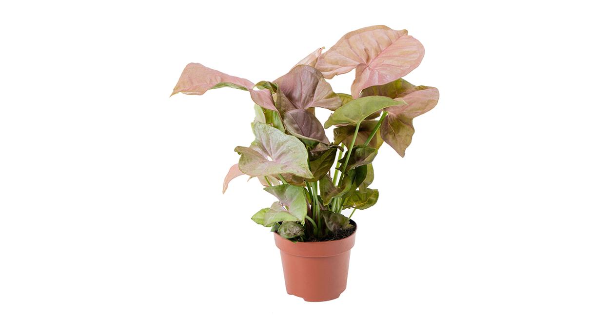 Syngonium Podophyllum 'Neon' - 10cm Pot