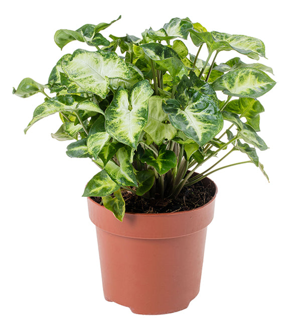 Syngonium Podophyllum 'Pixie' - 10cm Pot