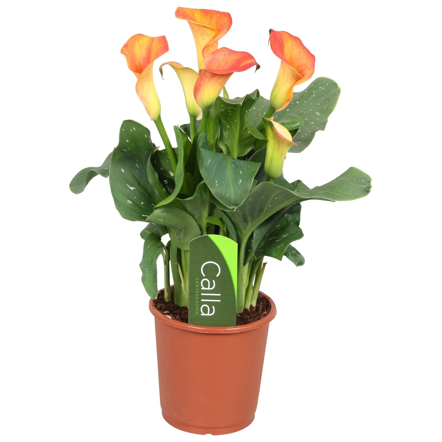 Zantedeschia - 10cm Pot