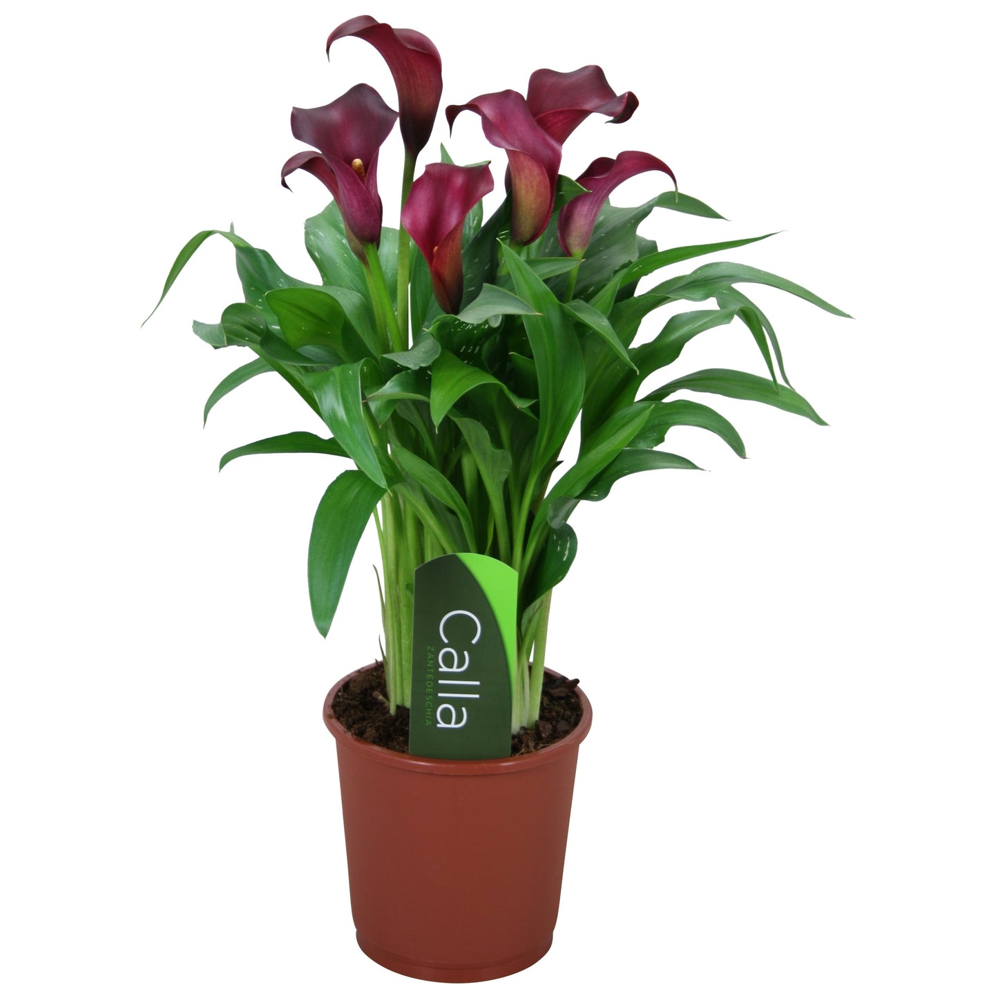 Zantedeschia Purple - 10cm Pot