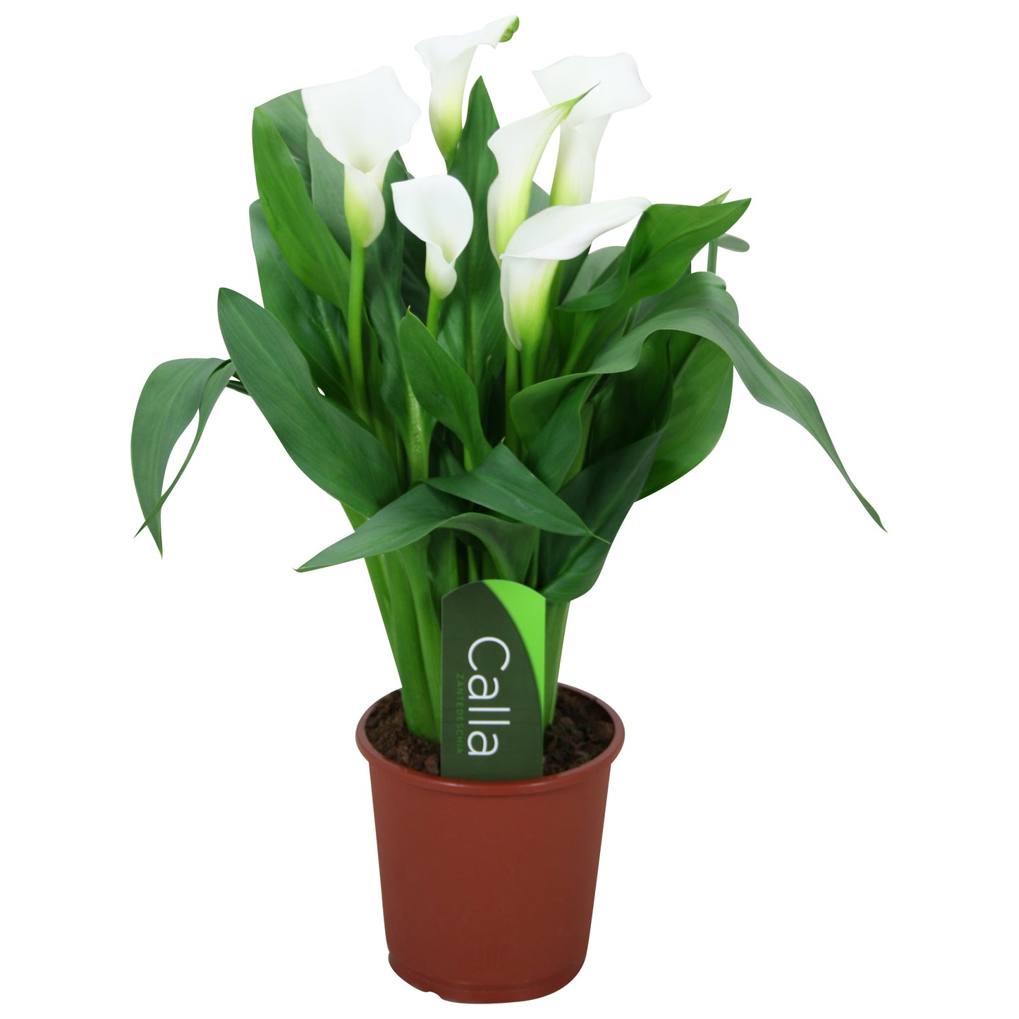 Zantedeschia White - 10cm Pot