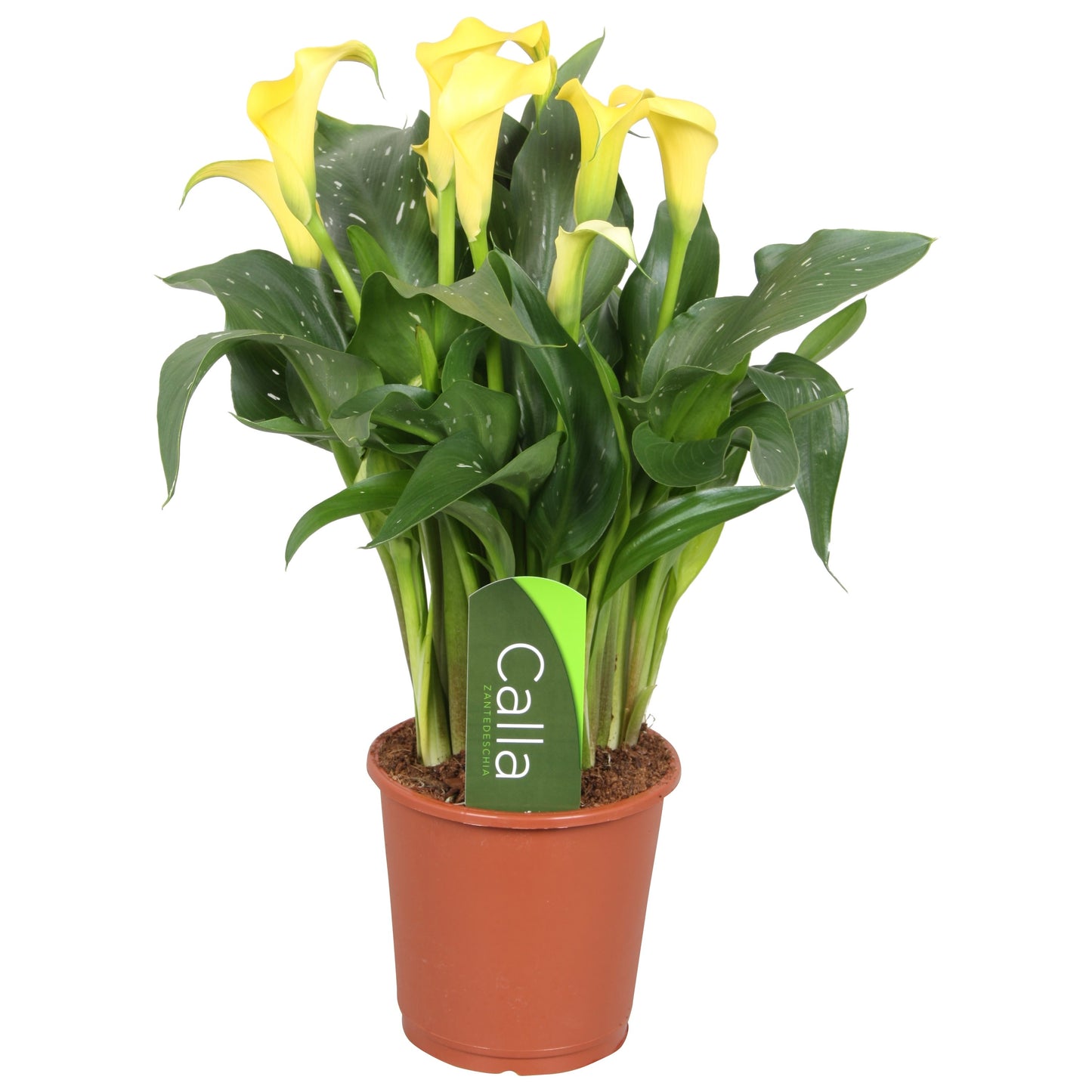 Zantedeschia Yellow - 10cm Pot