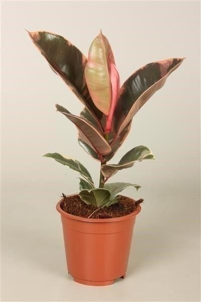 Ficus Elastica Belize - 10cm Pot