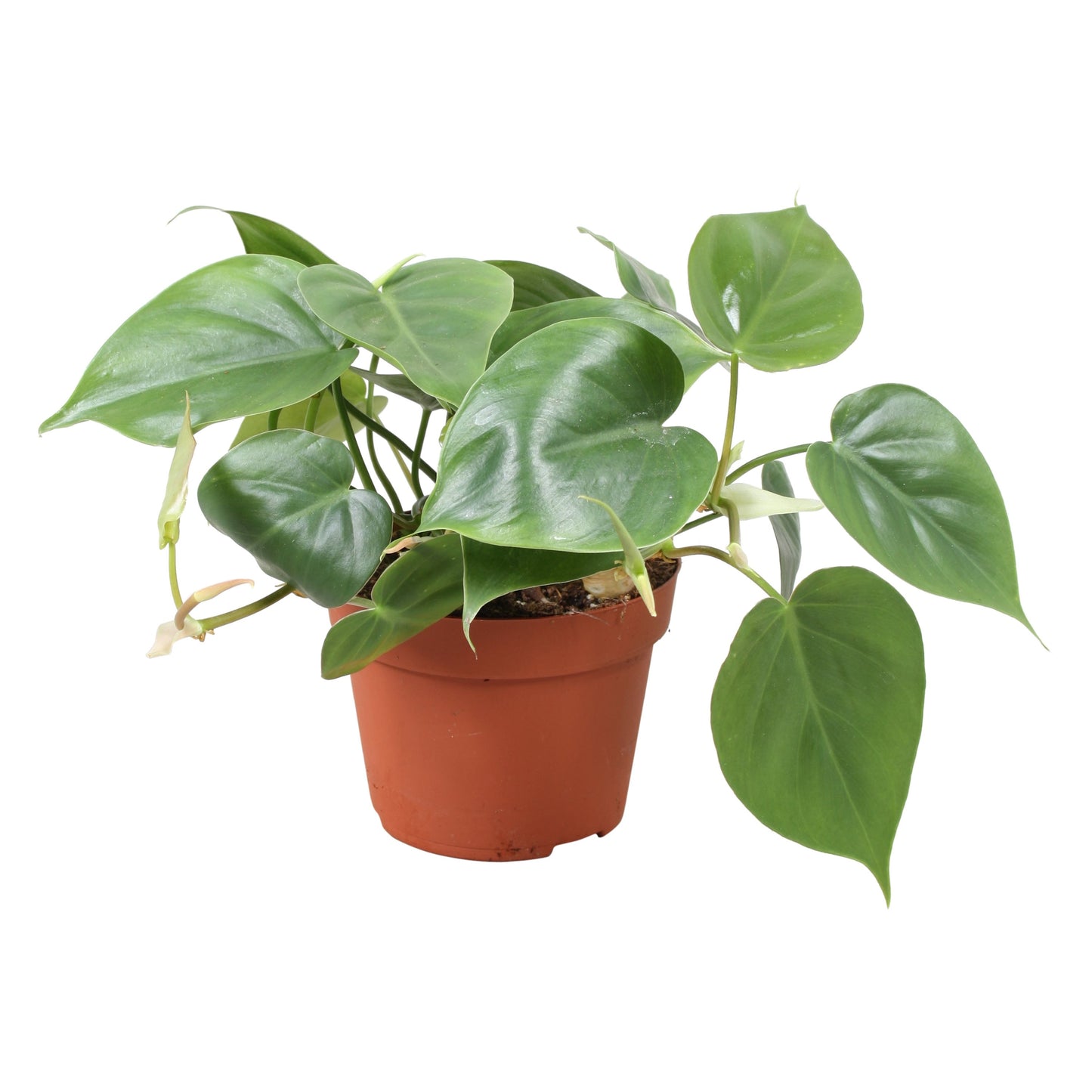 Philodendron Scandens - 10cm Pot