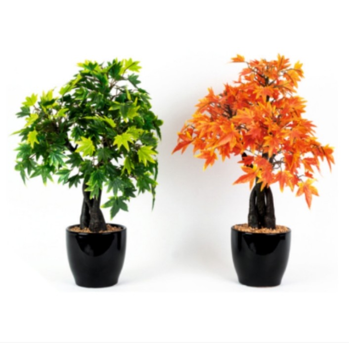 New Japanese Mapple
in Ceramic Pot