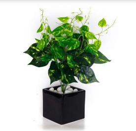 money plant bush 6 Head Jumbo Money Plant Leaves Bush – Florifera by Terrascape