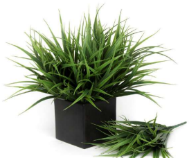 Jumbo Yucca Bunch