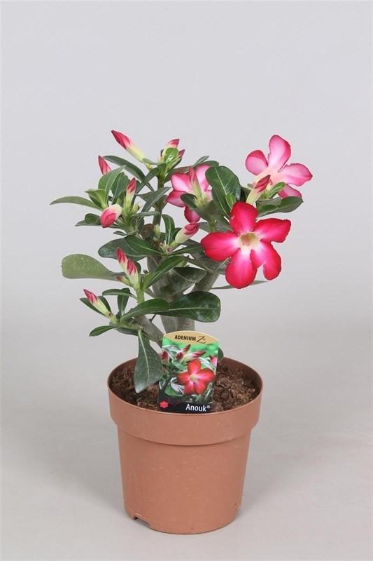 Adenium in a 10cm Pot