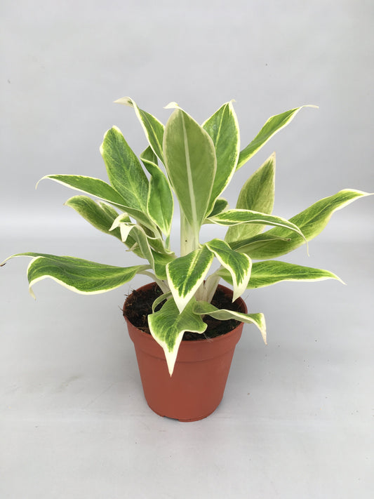 Aglaonema Lipstick 'Green' - 10cm Pot