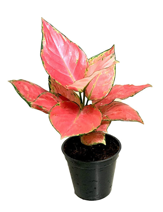 Aglaonema Pink Anyamanee - 10cm Pot