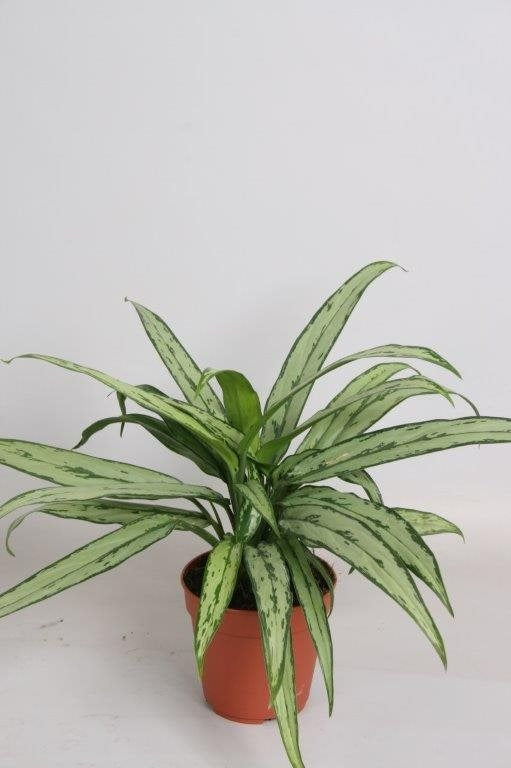 Aglaonema Cutlass - 10cm Pot