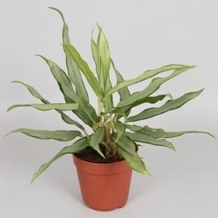 Aglaonema 'White Lance' - 10cm Pot