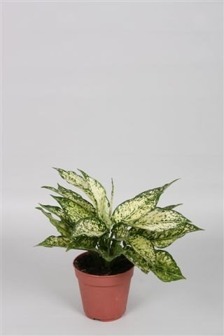 Aglaonema costatum 'First Diamond' - 10cm Pot