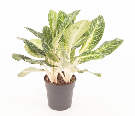 Adenium in a 10cm Pot