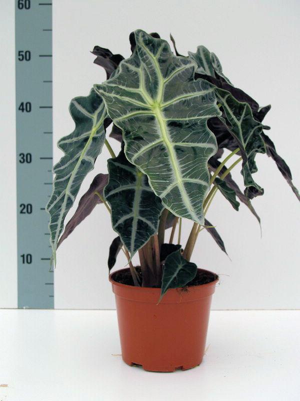 Alocasia 'Polly' - 10cm Pot