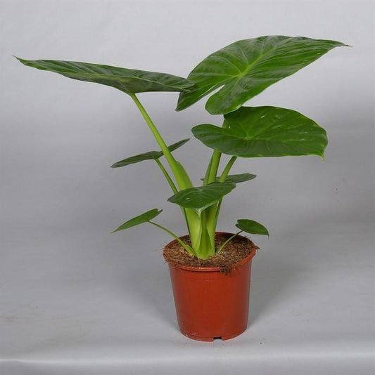 Alocasia Portodora - 10cm Pot