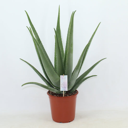 Aloe Vera Barbadensis - 10cm Pot