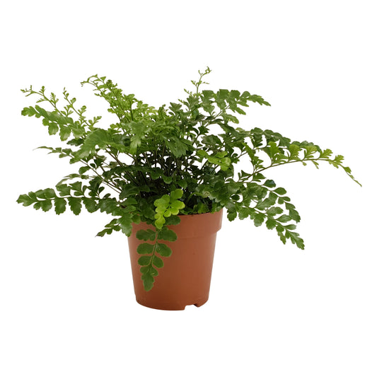 Asplenium Parvati - 10cm Pot