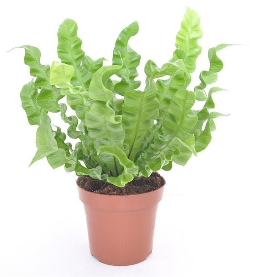 Asplenium Nidus Crispy Wave - 10cm Pot